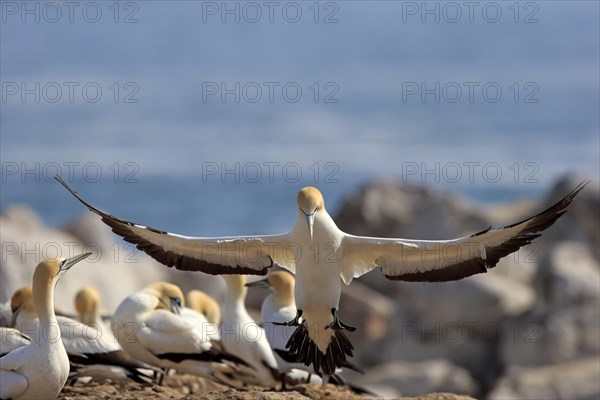 Cape Gannet (Morus capensis)