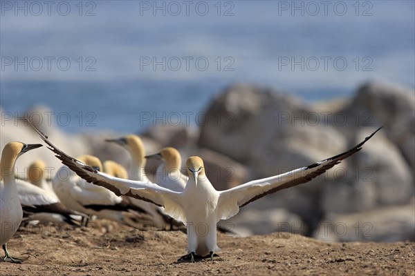 Cape Gannet (Morus capensis)