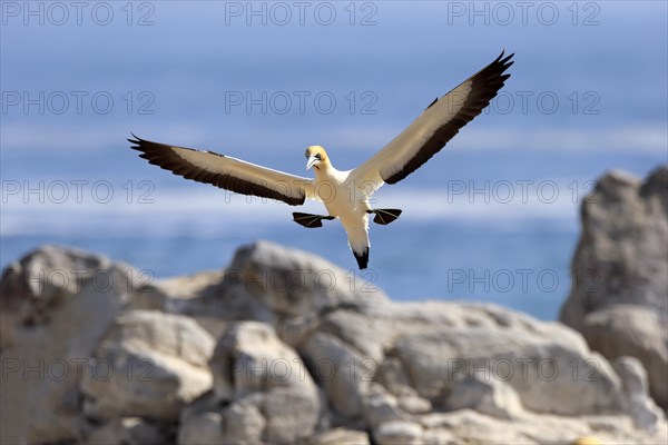 Cape Gannet (Morus capensis)