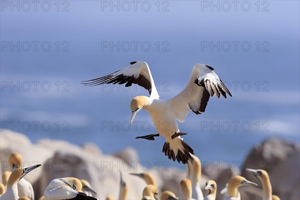 Cape Gannet (Morus capensis)