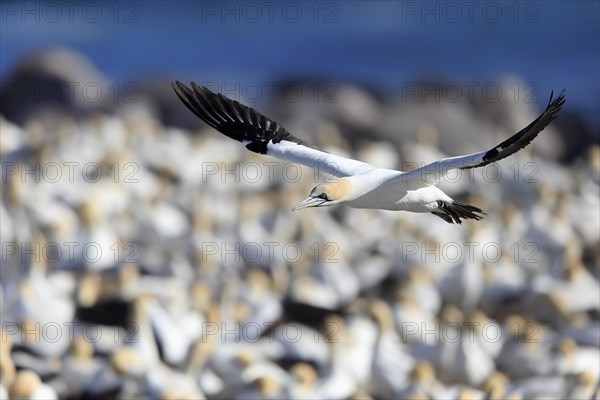 Cape Gannet (Morus capensis)