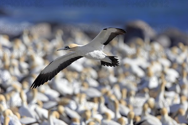 Cape Gannet (Morus capensis)