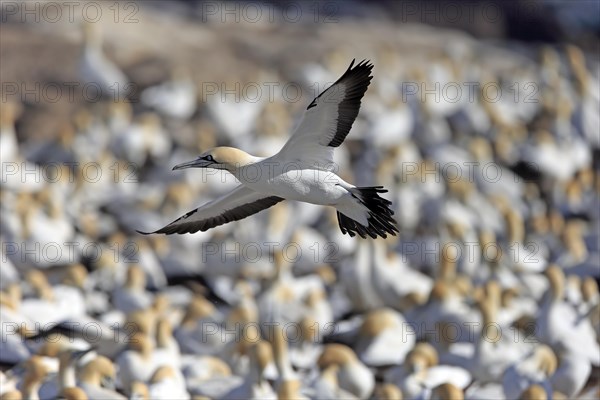 Cape Gannet (Morus capensis)