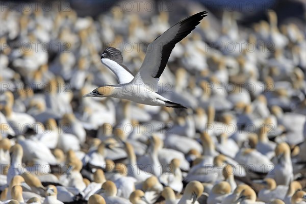 Cape Gannet (Morus capensis)