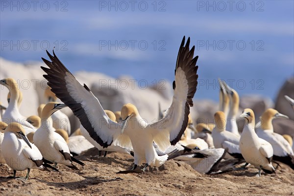 Cape Gannet (Morus capensis)