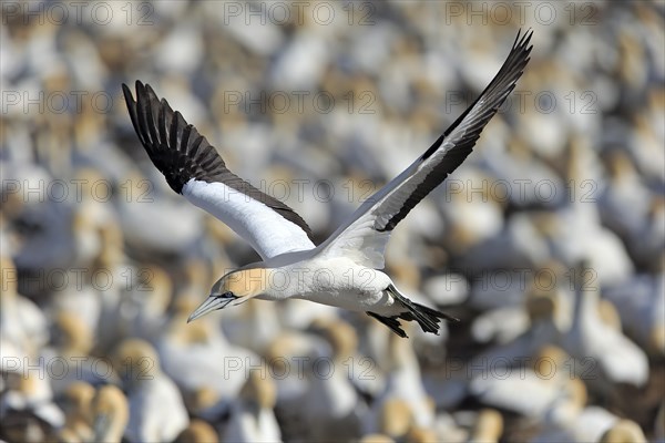 Cape Gannet (Morus capensis)