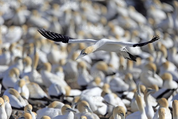 Cape Gannet (Morus capensis)