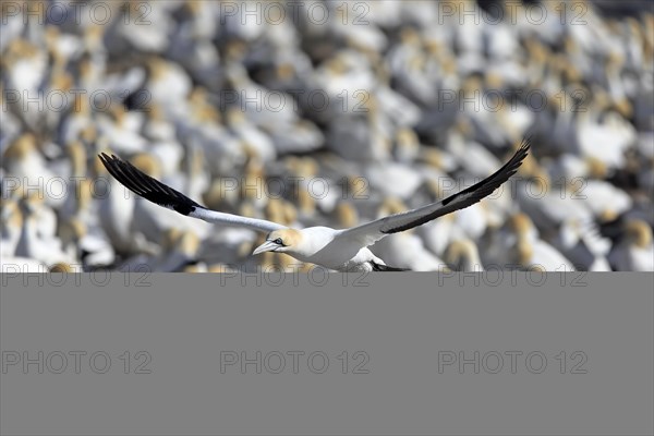 Cape Gannet (Morus capensis)