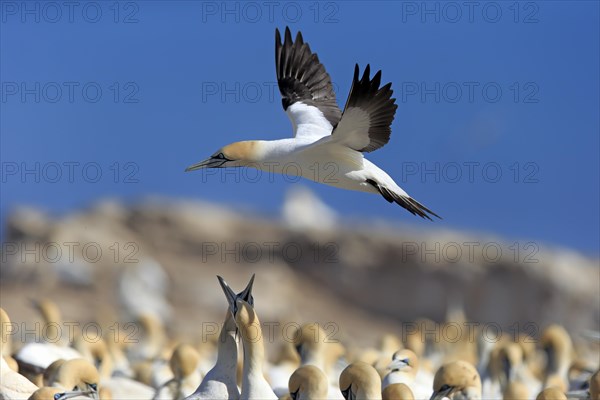 Cape Gannet (Morus capensis)