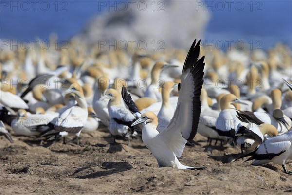 Cape Gannet (Morus capensis)