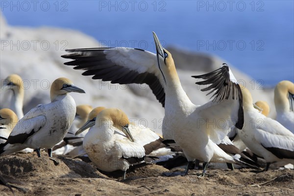 Cape Gannet (Morus capensis)