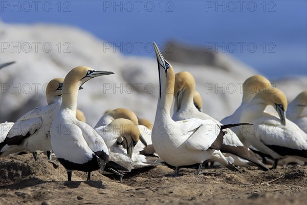 Cape Gannet (Morus capensis)