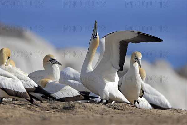 Cape Gannet (Morus capensis)