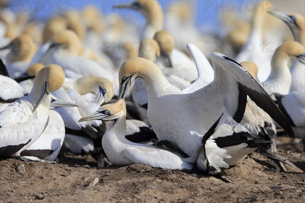 Cape Gannet (Morus capensis)