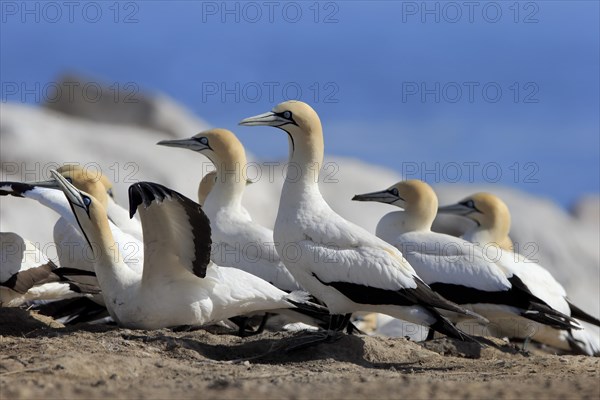 Cape Gannet (Morus capensis)