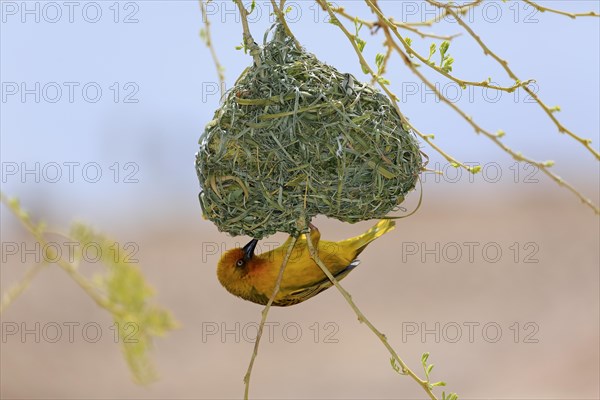 Cape Weaver (Ploceus capensis)