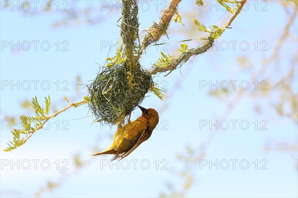 Cape Weaver (Ploceus capensis)