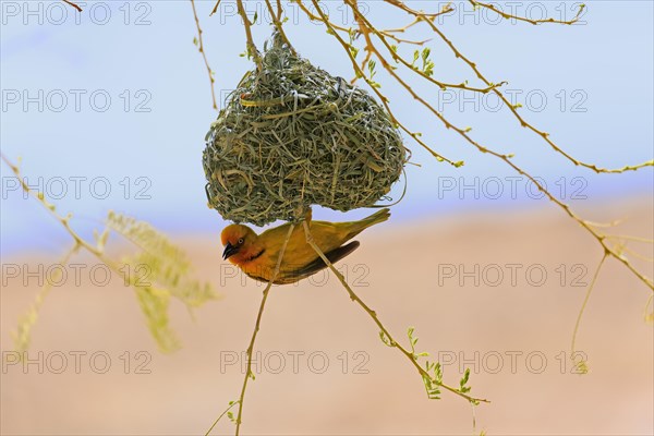 Cape Weaver (Ploceus capensis)