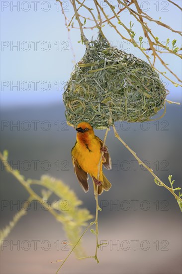 Cape Weaver (Ploceus capensis)