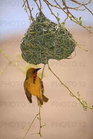 Cape Weaver (Ploceus capensis)