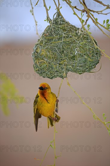 Cape Weaver (Ploceus capensis)