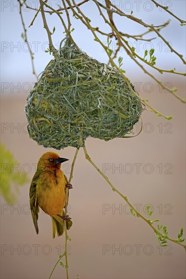 Cape Weaver (Ploceus capensis)