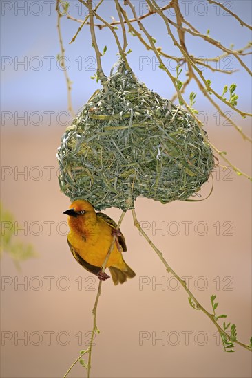 Cape Weaver (Ploceus capensis)