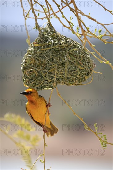 Cape Weaver (Ploceus capensis)