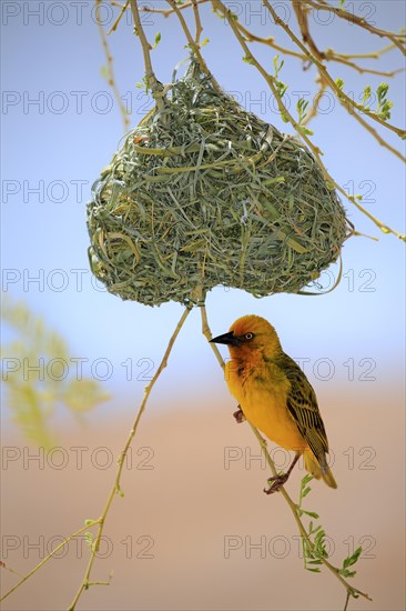 Cape Weaver (Ploceus capensis)