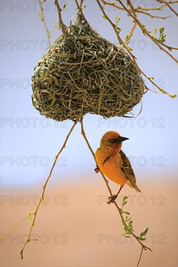 Cape Weaver (Ploceus capensis)