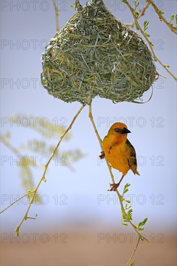 Cape Weaver (Ploceus capensis)