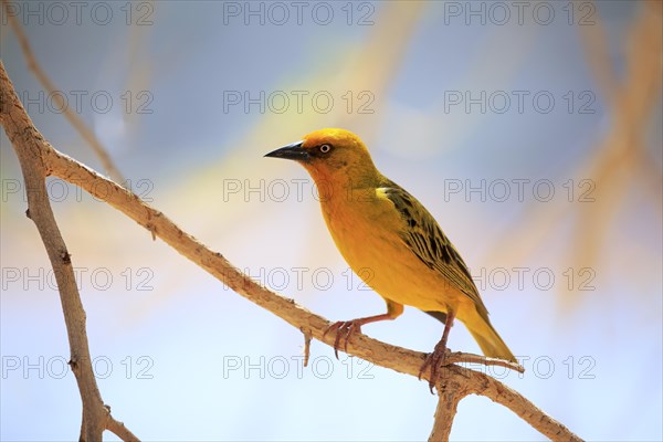 Cape Weaver (Ploceus capensis)