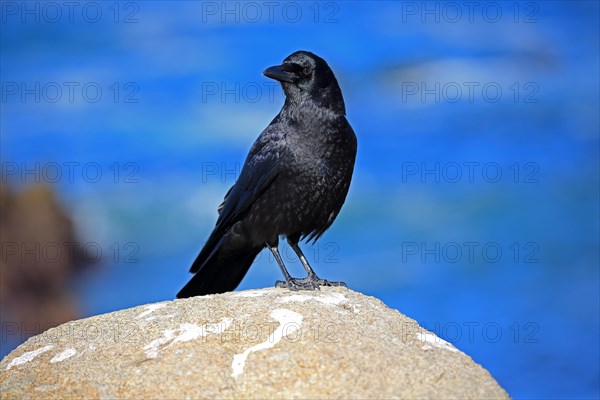 American Crow (Corvus brachyrhynchos)