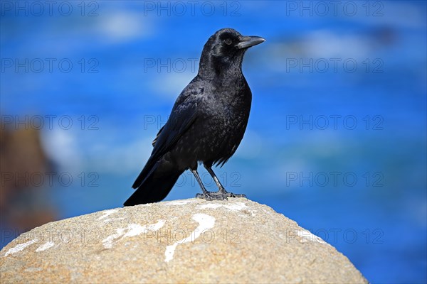 American Crow (Corvus brachyrhynchos)