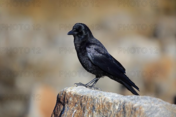 American Crow (Corvus brachyrhynchos)