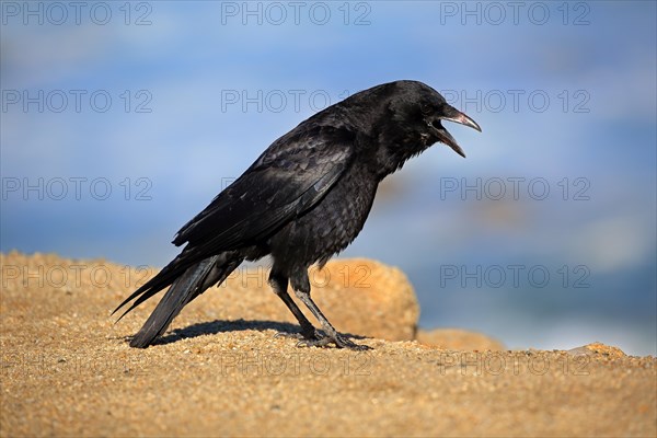 American Crow (Corvus brachyrhynchos)