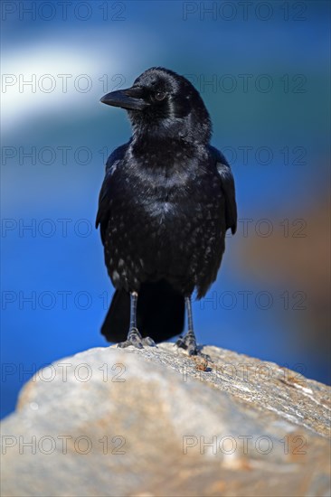 American Crow (Corvus brachyrhynchos)