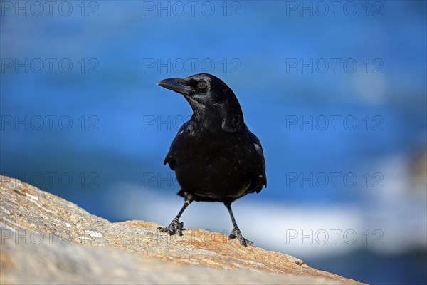 American Crow (Corvus brachyrhynchos)