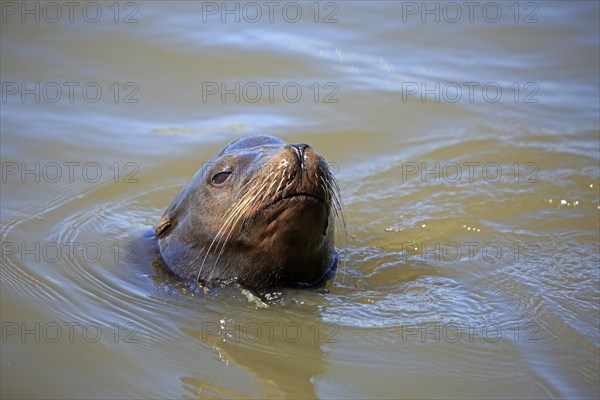 California sea lion (Zalophus californianus)