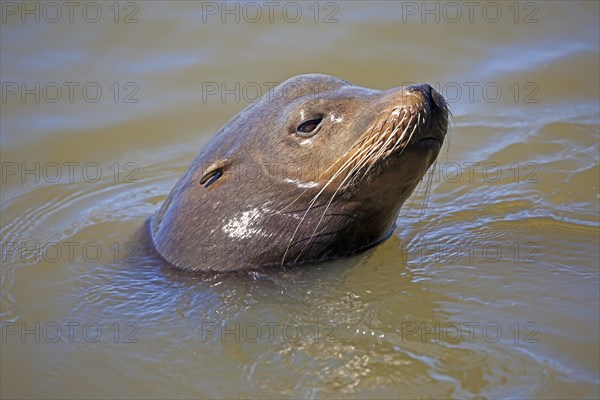 California sea lion (Zalophus californianus)