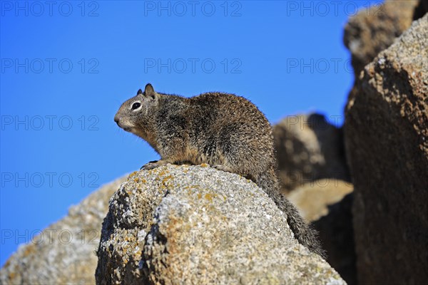 California ground squirrel (Citellus beecheyi)