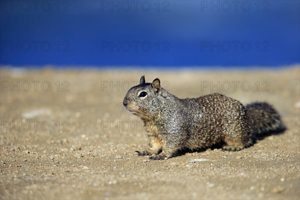 California ground squirrel (Citellus beecheyi)