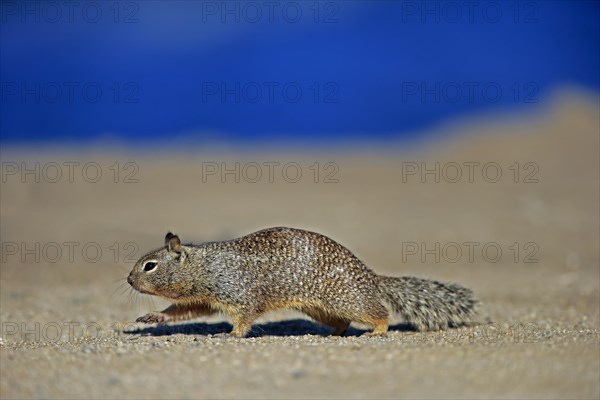 California ground squirrel (Citellus beecheyi)