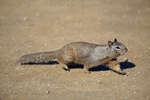 California ground squirrel (Citellus beecheyi)