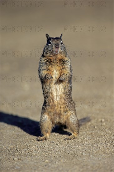 California ground squirrel (Citellus beecheyi)