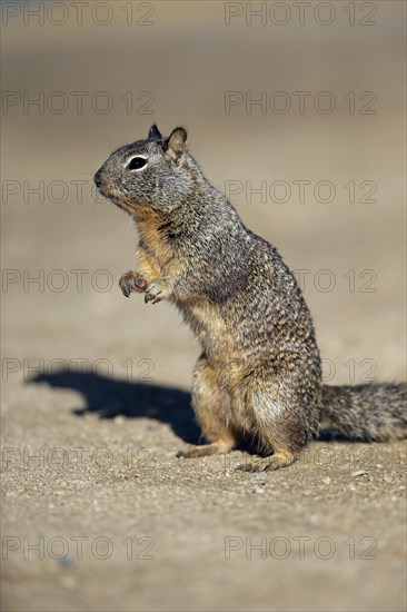 California ground squirrel (Citellus beecheyi)