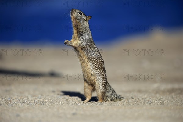 California ground squirrel (Citellus beecheyi)