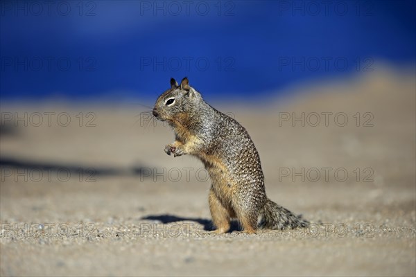 California ground squirrel (Citellus beecheyi)