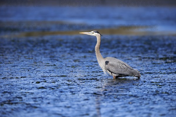 Great blue heron (Ardea herodias)