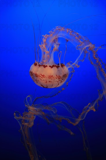 Purple-striped Jellyfish (Chrysaora colorata)